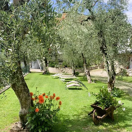 Viola * Malcesine